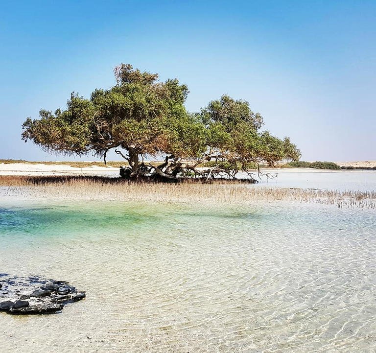 شجرة القلعان
